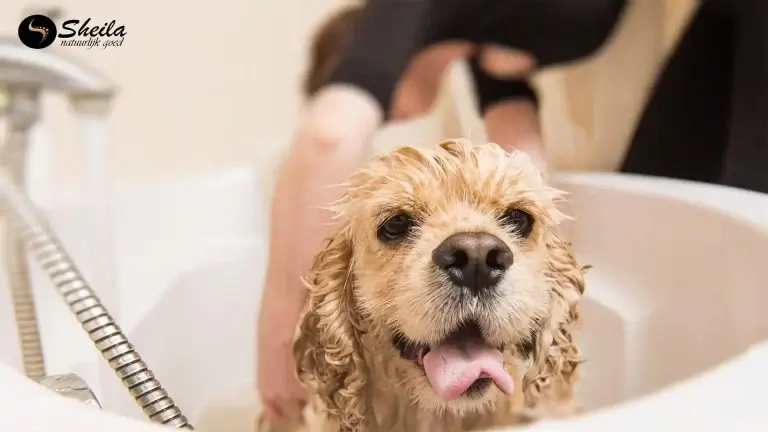 Heeft jouw hond ook zo hekel aan baden?