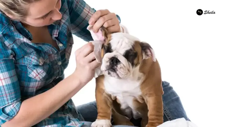 Zo kunt u de oren van uw hond effectief verzorgen