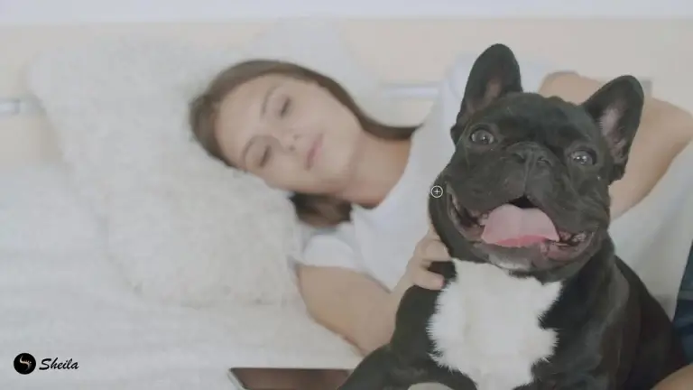 Franse bulldoggen houden van knuffels