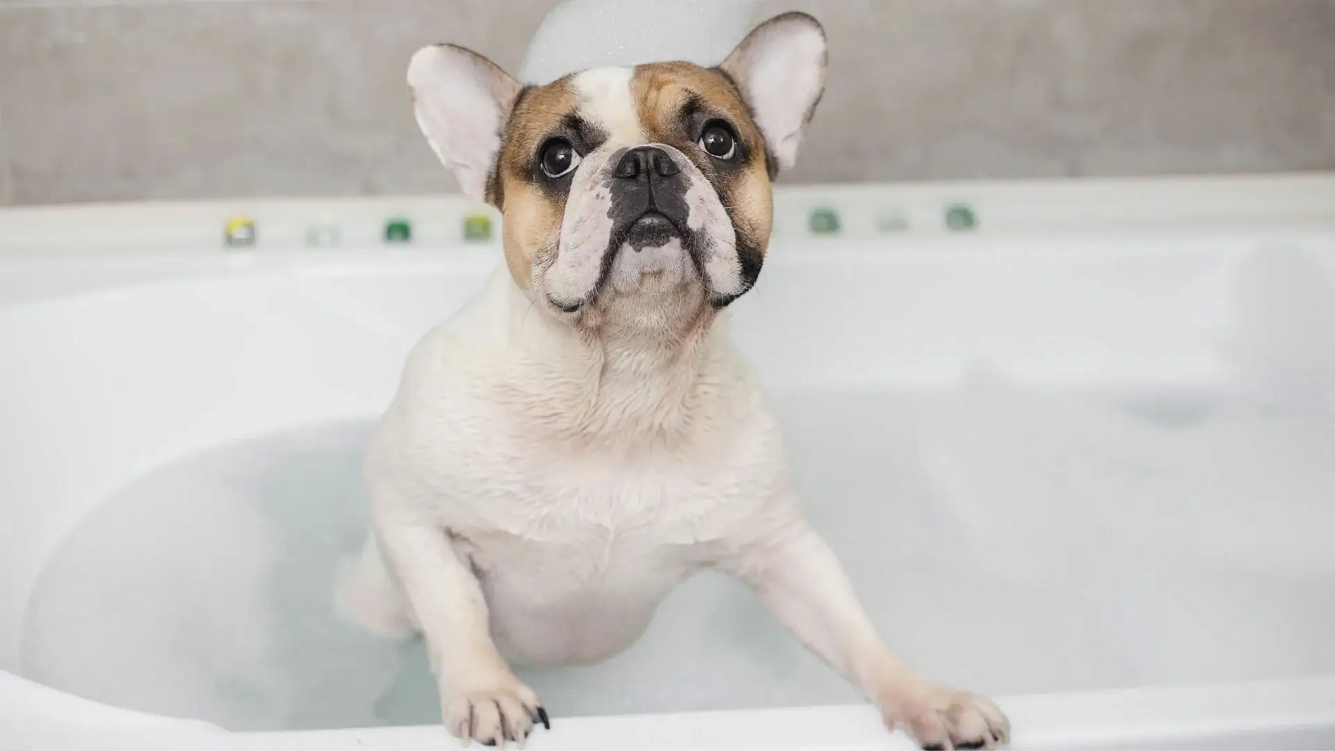 Hoe vaak moet je een Franse bulldog baden?
