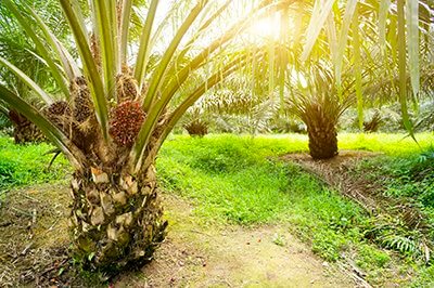 Effectieve verzorging zonder SLS en palmolie