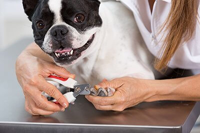 Hondenpedicure, oftewel het belang van verzorgde nagels