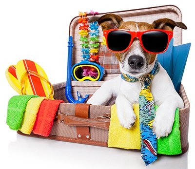Op vakantie gaan: is het beter voor de hond om thuis te blijven?