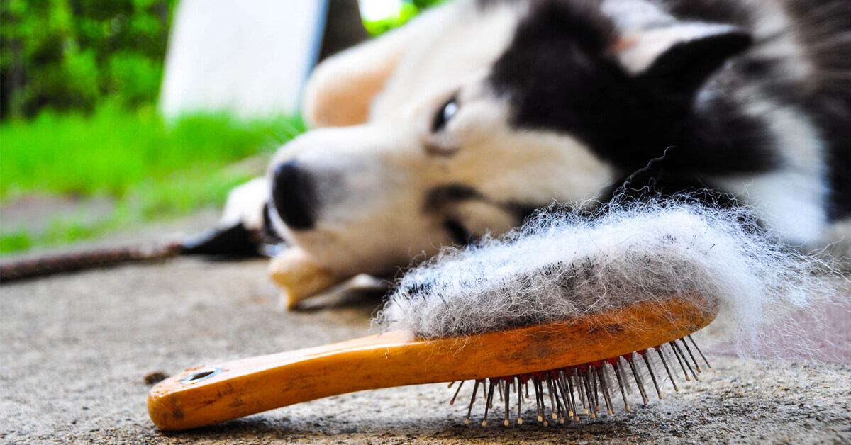 Vind de perfecte borstel voor de verzorging van de vacht van je hond!