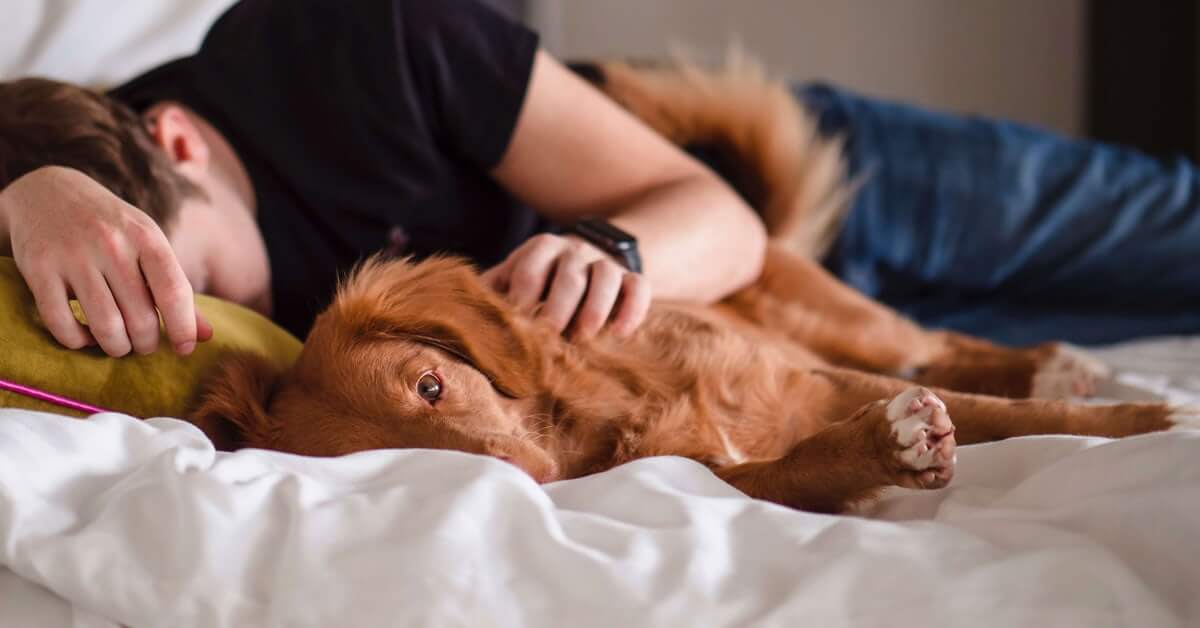 6 tips om beter te slapen voor u en uw hond