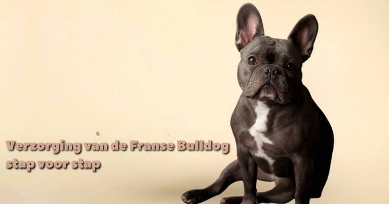 Donkerharige Franse bulldog kijkt aandachtig, met een gele achtergrond.