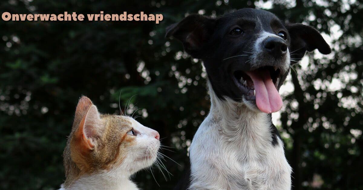 Hond en kat samen kijkend naar de zijkant die onverwachte vriendschap symboliseren